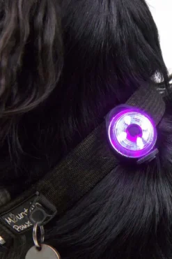 Mountain Paws Dog Safety Light - 2-Pack