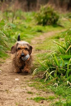 Mountain Paws Dog Tennis Balls (3 Pack)