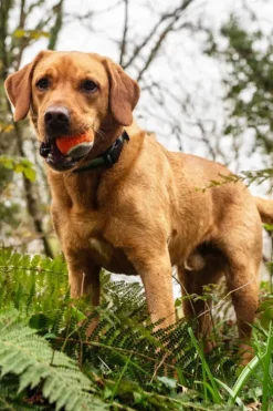 Mountain Paws Dog Tennis Balls (3 Pack)