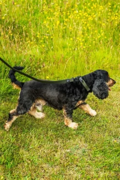 Mountain Paws Extra Tough Dog Collar - Small