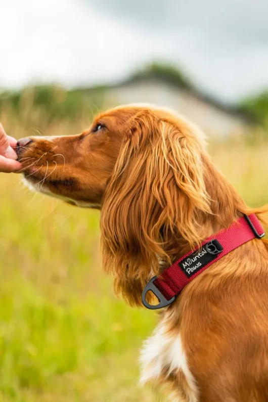Mountain Paws Extra Tough Dog Collar - Small