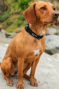Mountain Paws Extra Tough Dog Collar - Small
