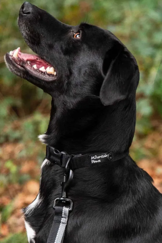Mountain Paws Extra Tough Dog Collar - Small