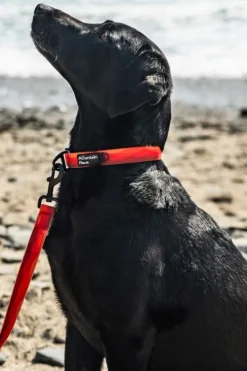 Mountain Paws Waterproof Dog Collar - Medium